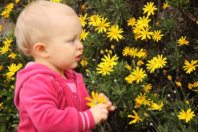 Flowers in January